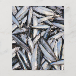 Fresh fish catch - food ingredients. flyer