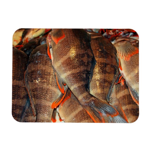 Fresh fish magnet (Horizontal)