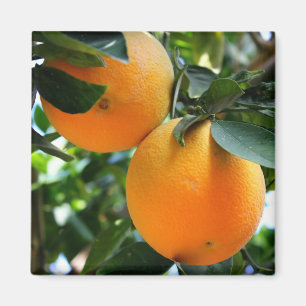 Fresh Fruit - Oranges Magnet