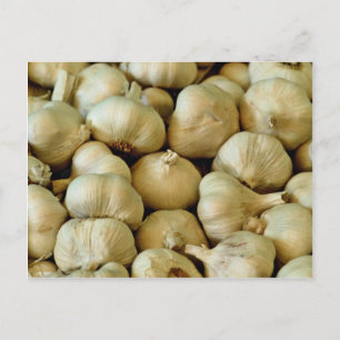 Fresh garlic Photo Postcard