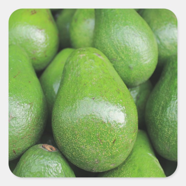 Fresh green avocados fruit square sticker (Front)
