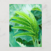 Fresh Green Leaves