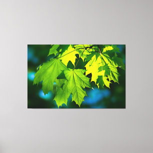 Fresh green maple leaves canvas print