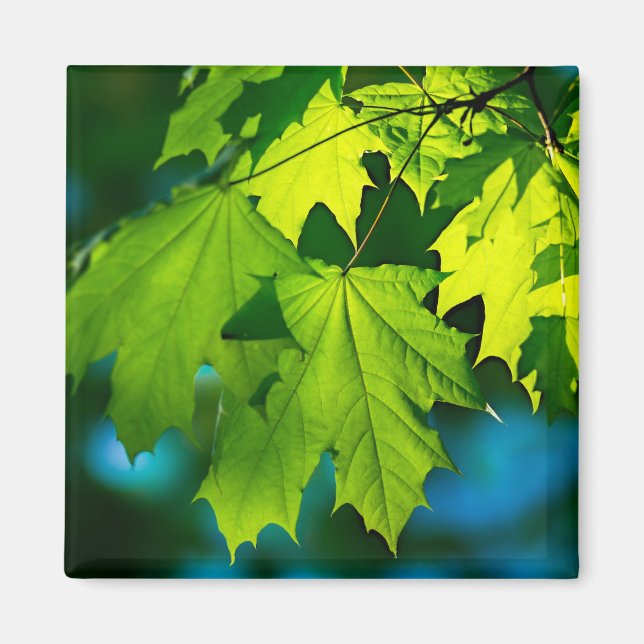 Fresh green maple leaves magnet (Front)
