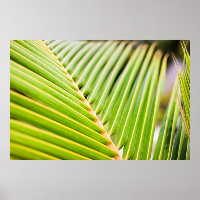 Fresh green palm tree leaves poster (Front)