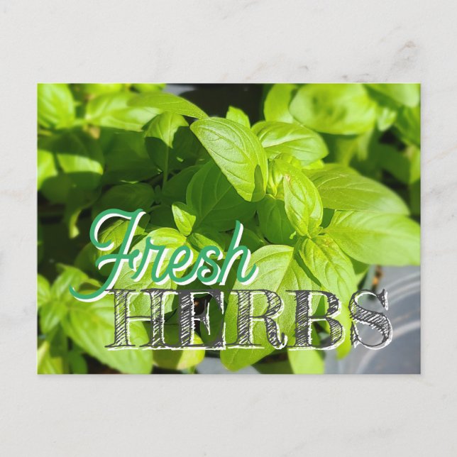 FRESH HERBS Garden Basil Recipe Canning Postcard (Front)