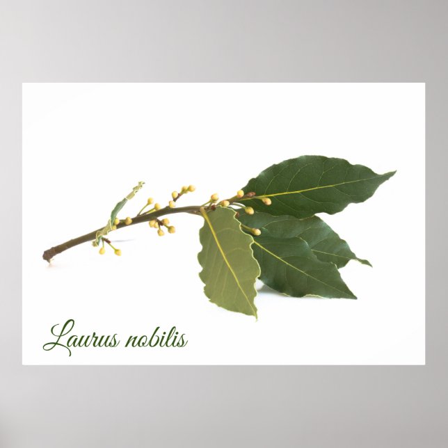 Fresh laurel leaves poster (Front)