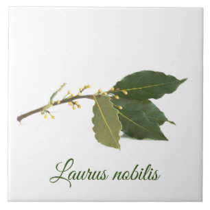 Fresh laurel leaves tile