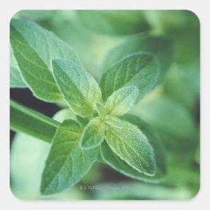 Fresh mint leaf square sticker