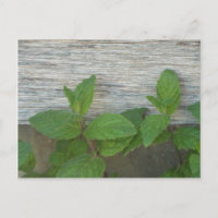 fresh mint sprigs