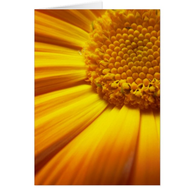 Fresh Orange Card (Front)