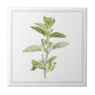 FRESH OREGANO 4.25x4.25 Carreau de céramique
