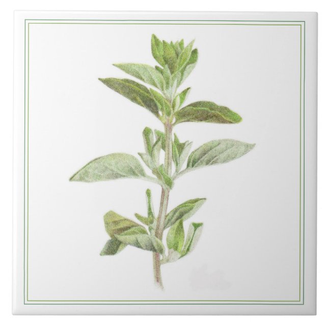 FRESH OREGANO 6x6 Ceramic Tile (-text) (Front)