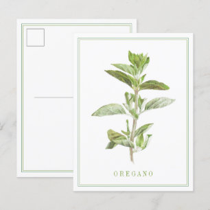 FRESH OREGANO Postcard
