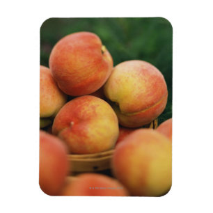 Fresh peaches magnet