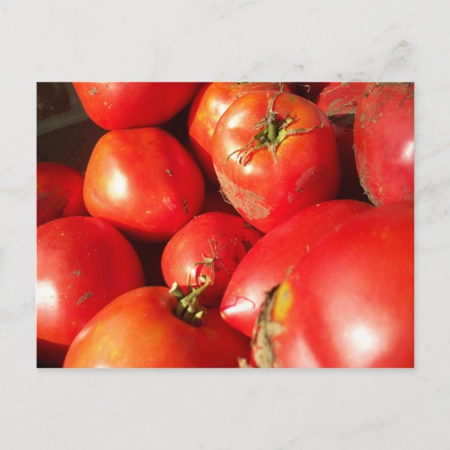 Fresh Picked Tomatoes Postcard (Front)
