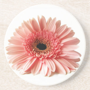 Fresh Pink Gerbera Daisy Photograph Coaster