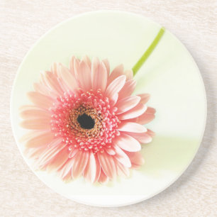 Fresh Pink Gerbera Daisy Photograph Coaster