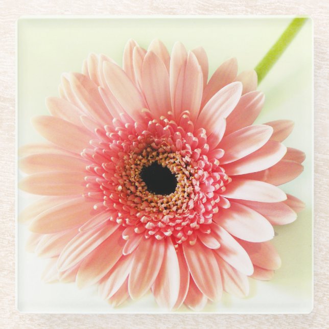 Fresh Pink Gerbera Daisy Photograph Glass Coaster (Front)