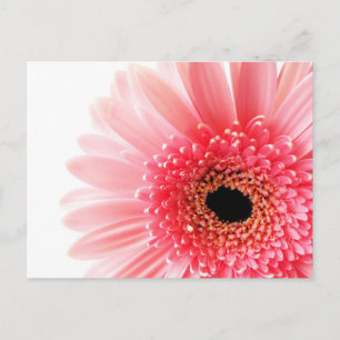 Fresh Pink Gerbera Daisy Photograph Holiday Postcard