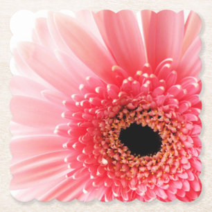 Fresh Pink Gerbera Daisy Photograph Paper Coaster