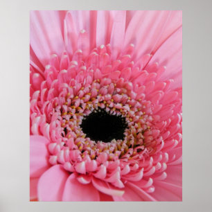 Fresh Pink Gerbera Daisy Photograph Poster