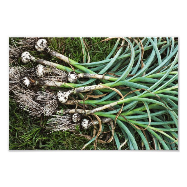 Fresh-Pulled Garlic Photo Print (Front)