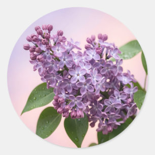 Fresh Purple Lilac Blossoms Spring Floral Classic Round Sticker