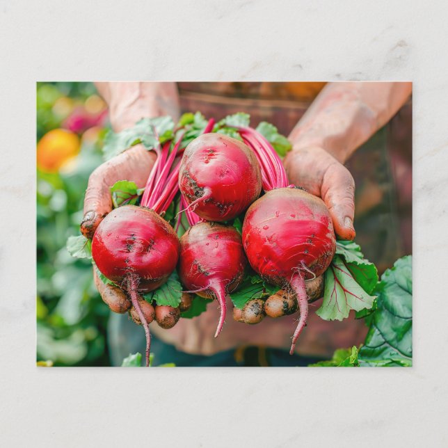 Fresh Red Beets in Rustic Style Holiday Postcard (Front)