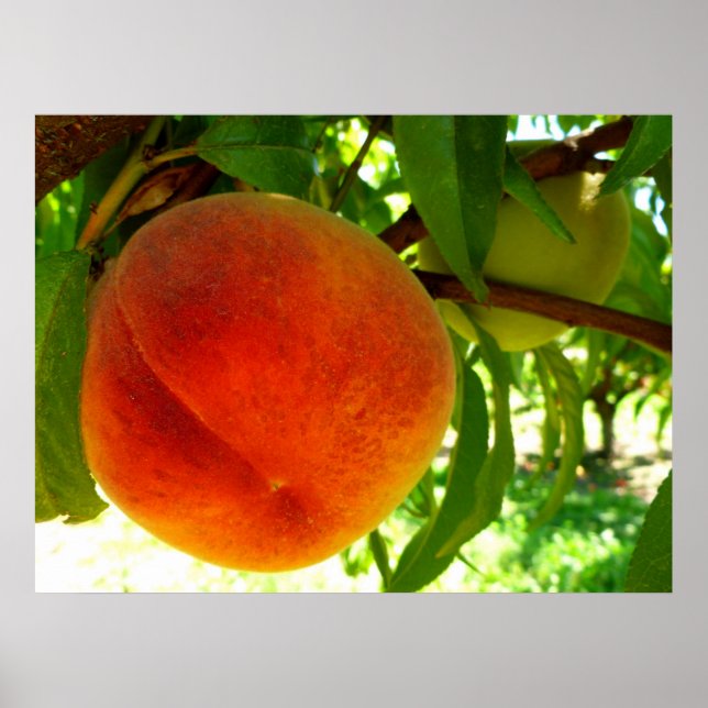 Fresh Ripe Peach Poster (Front)