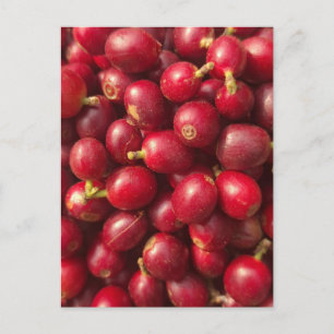 Fresh, ripe red coffee cherries postcard