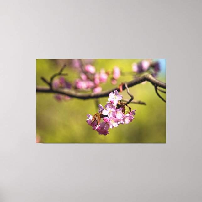 Fresh Sakura Flowers Against The Green Background Canvas Print (Front)