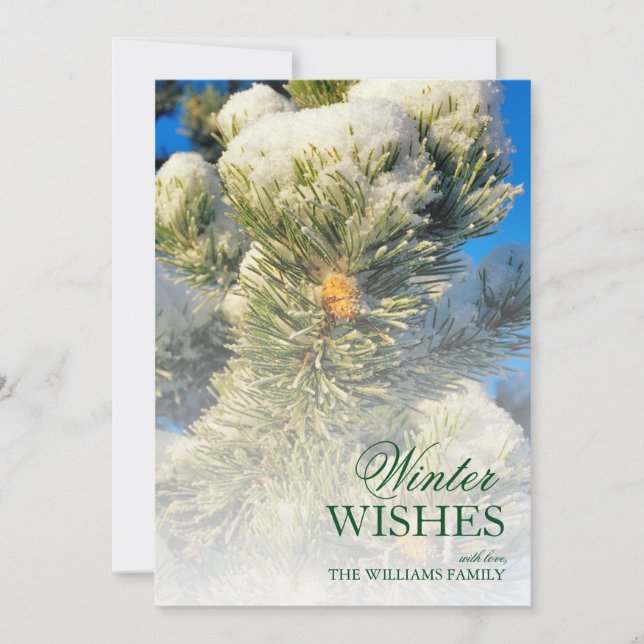 Fresh Snow on Pine Needles (Front)