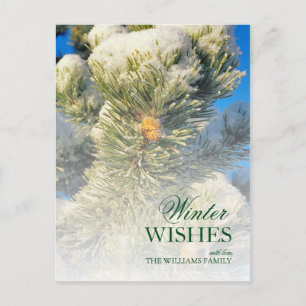 Fresh Snow on Pine Needles Postcard