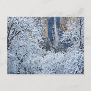Fresh snowfall in the trees below Bridalveil Postcard