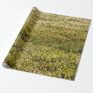Fresh spring green grass background, with bokeh ef wrapping paper