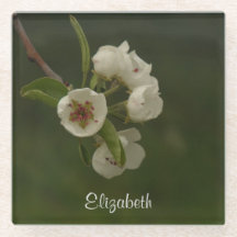 Fresh Spring Pear Blossoms Personalized Photo