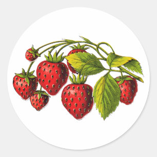 Fresh Strawberries Classic Round Sticker