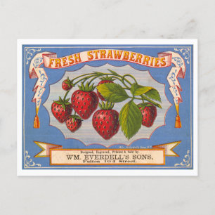 Fresh Strawberries Vintage Lithograph Advertising Postcard