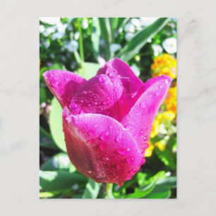 Fresh tulips - Postcard