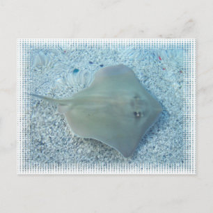 Fresh Water Stingray Postcard