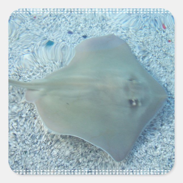 Fresh Water Stingray Sticker (Front)