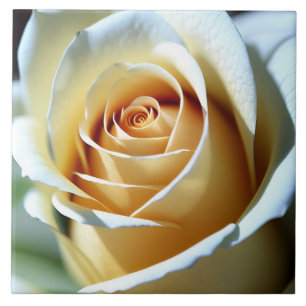 Fresh White Rose Tile