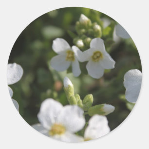 Fresh white summer garden flowers and green leaves classic round sticker