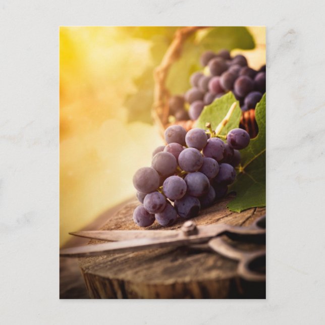 Freshly Harvested Grapes Postcard (Front)