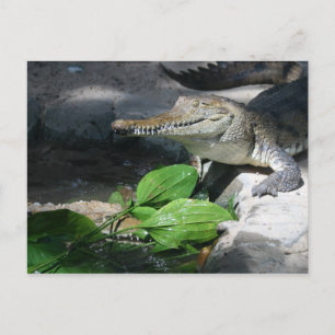 Freshwater Crocodile Postcard