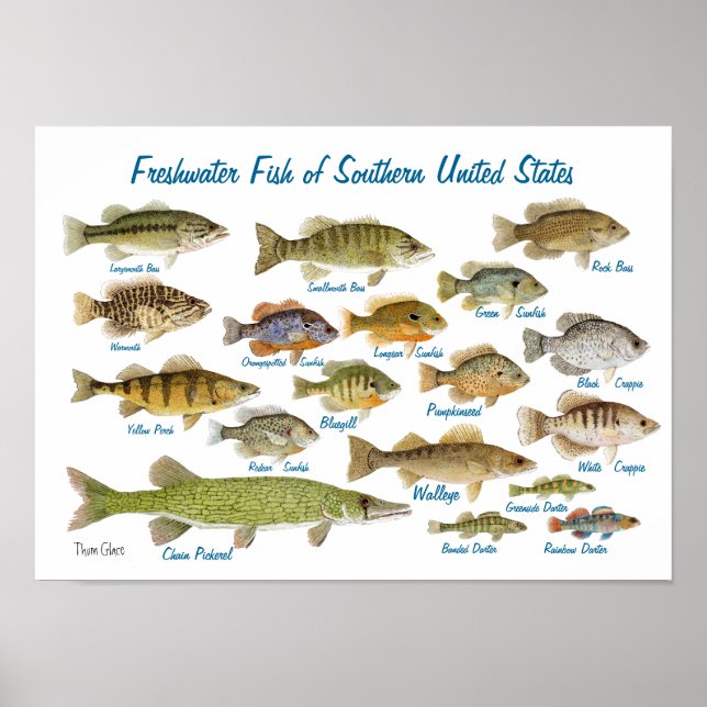 Freshwater Fish of Southern United States Poster (Front)