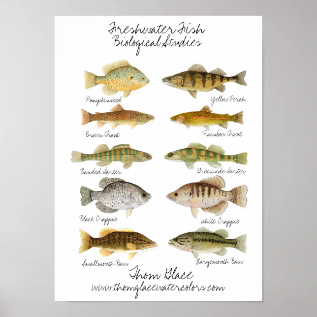 Freshwater Fish Poster