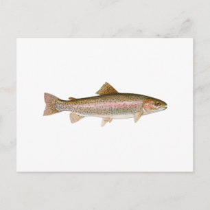 Freshwater Rainbow Trout Postcard
