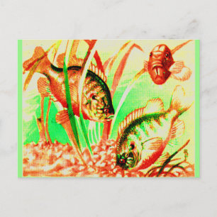 freshwater sunfish print postcard